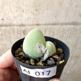 【現品限り】ムイリア・ホルテンセ 2頭【AI17】 Muiria hortenseae【植物】塊根植物 夏型 コーデックス