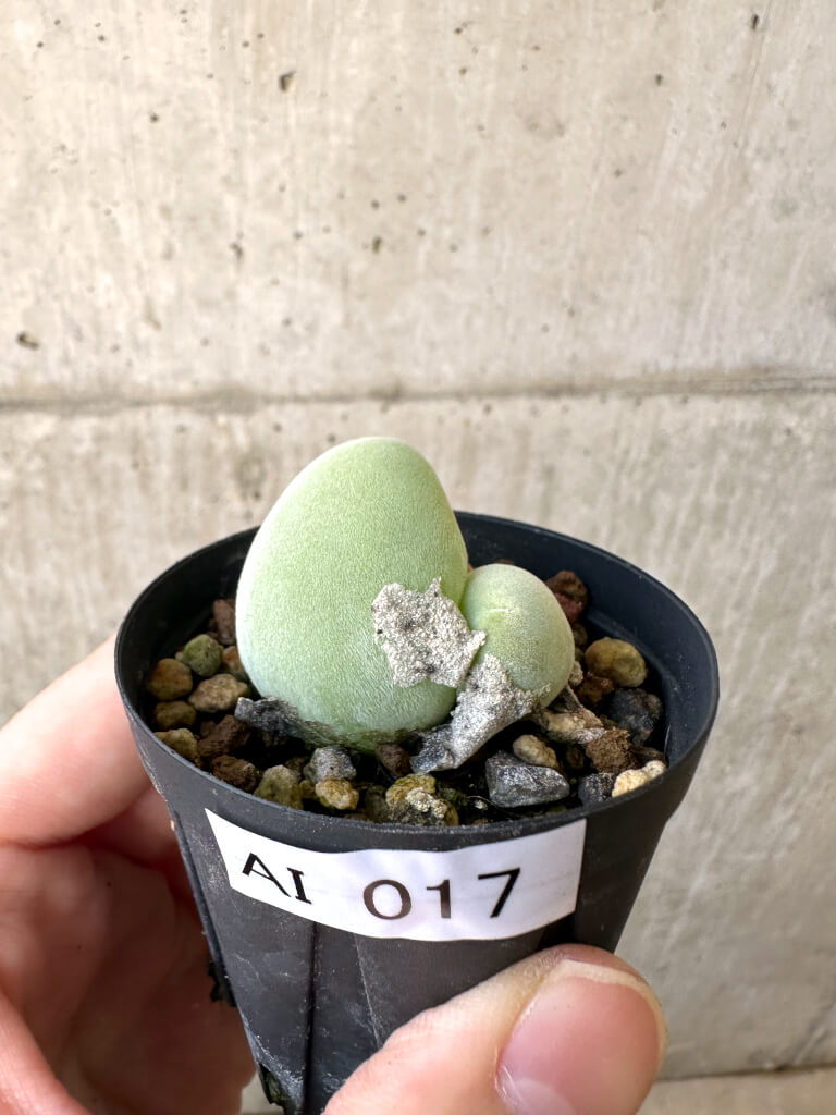 【現品限り】ムイリア・ホルテンセ 2頭【AI17】 Muiria hortenseae【植物】塊根植物 夏型 コーデックス