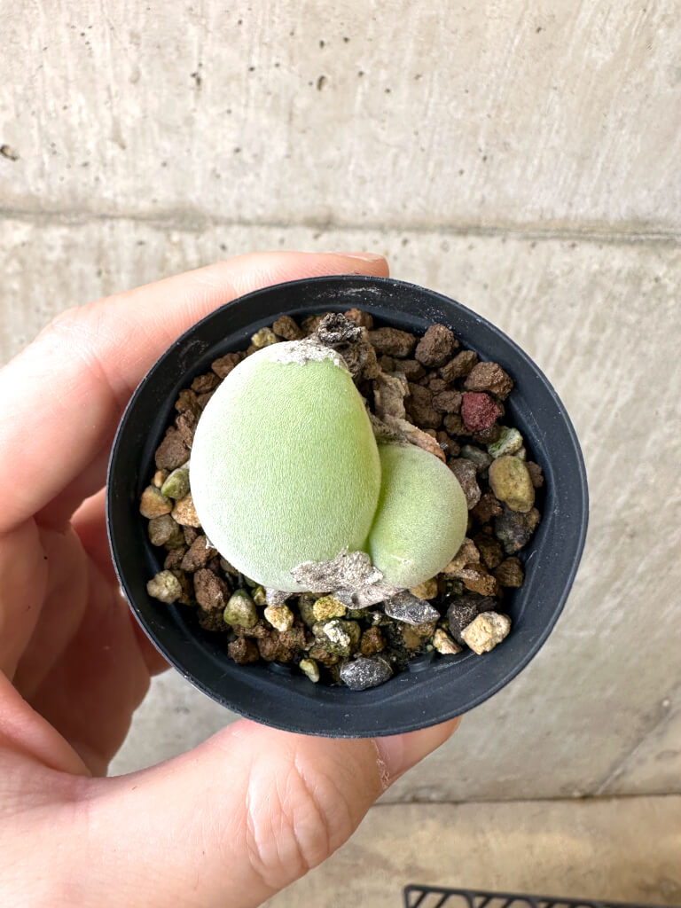 【現品限り】ムイリア・ホルテンセ 2頭【AI17】 Muiria hortenseae【植物】塊根植物 夏型 コーデックス - 画像 (2)