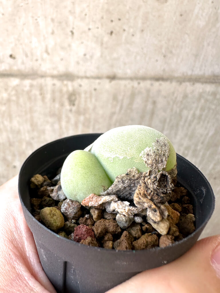 【現品限り】ムイリア・ホルテンセ 2頭【AI17】 Muiria hortenseae【植物】塊根植物 夏型 コーデックス - 画像 (3)