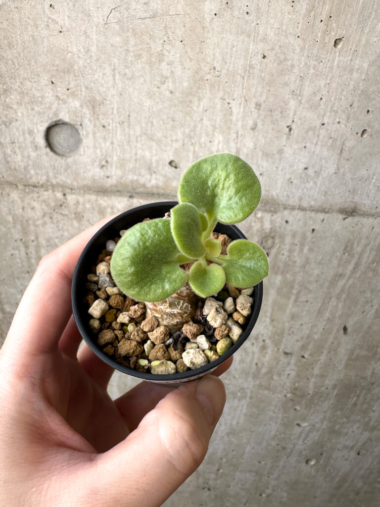 【現品限り】チレコドン・コルディフォルミス【AI1】 Tylecodon cordiformis【植物】塊根植物 夏型 コーデックス - 画像 (2)