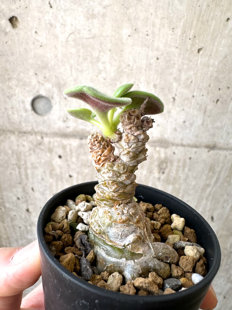 【現品限り】チレコドン・コルディフォルミス【AI1】 Tylecodon cordiformis【植物】塊根植物 夏型 コーデックス - 画像 (3)