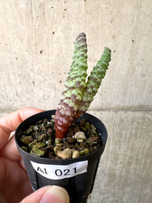 プラントブラザーズ