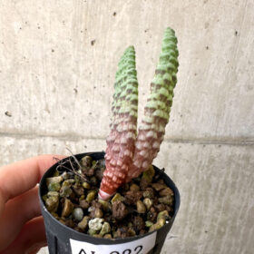 【現品限り】ブルビネ・ブルインシー 選抜【AI22】 Bulbine bruynsii【植物】塊根植物 夏型 コーデックス