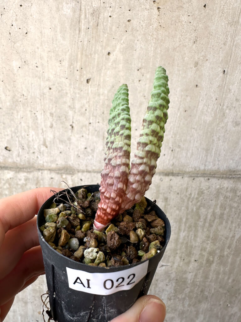 【現品限り】ブルビネ・ブルインシー 選抜【AI22】 Bulbine bruynsii【植物】塊根植物 夏型 コーデックス