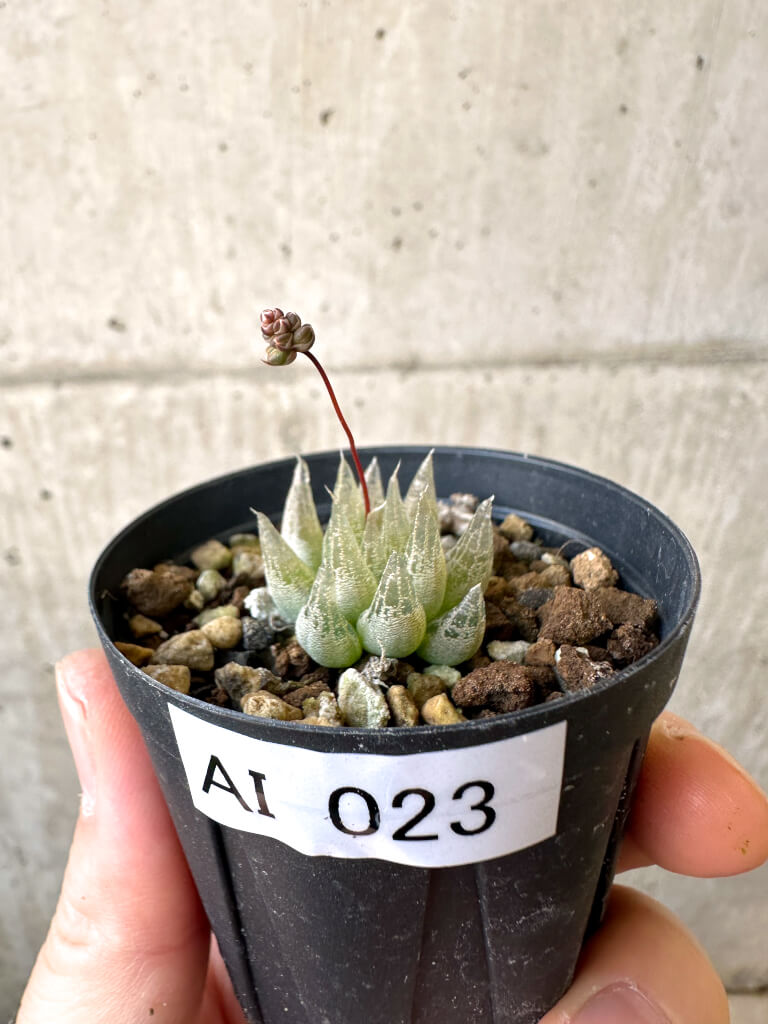 【現品限り】ブルビネ・ロリータ【AI23】 Bulbine lolita【植物】塊根植物 夏型 コーデックス