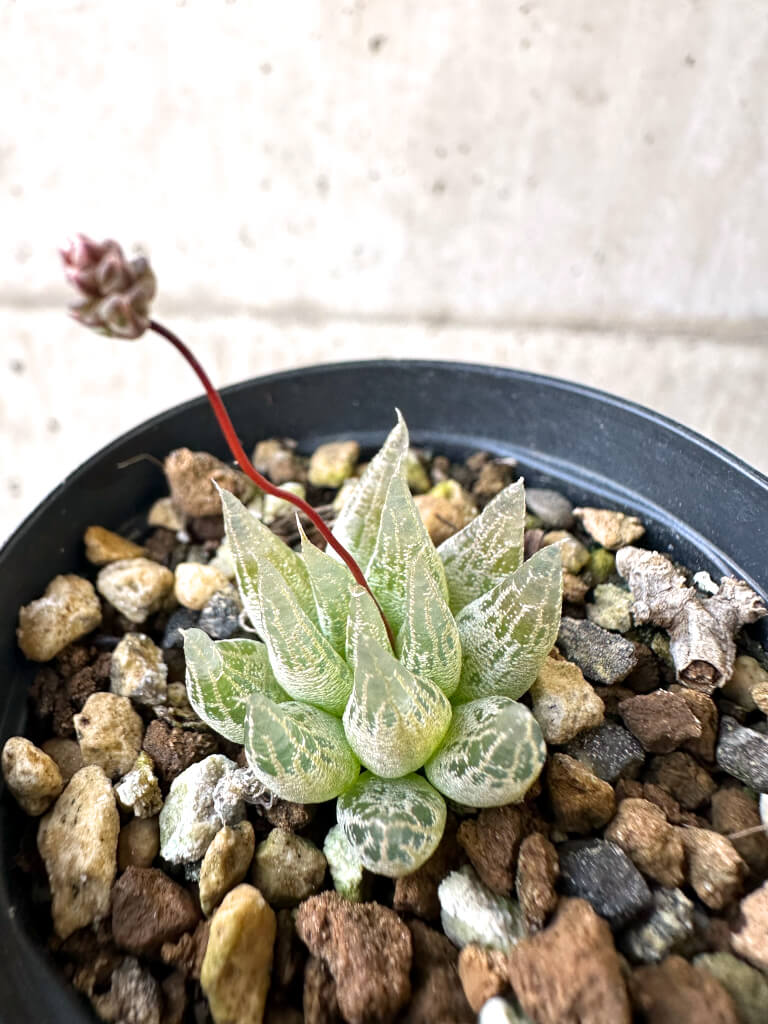 【現品限り】ブルビネ・ロリータ【AI23】 Bulbine lolita【植物】塊根植物 夏型 コーデックス - 画像 (2)