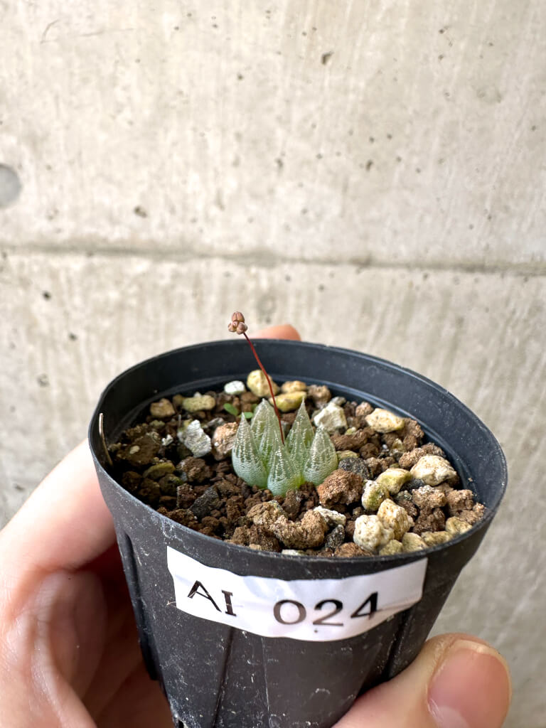 【現品限り】ブルビネ・ロリータ【AI24】 Bulbine lolita【植物】塊根植物 夏型 コーデックス