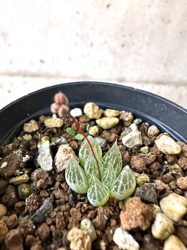 【現品限り】ブルビネ・ロリータ【AI24】 Bulbine lolita【植物】塊根植物 夏型 コーデックス - 画像 (2)