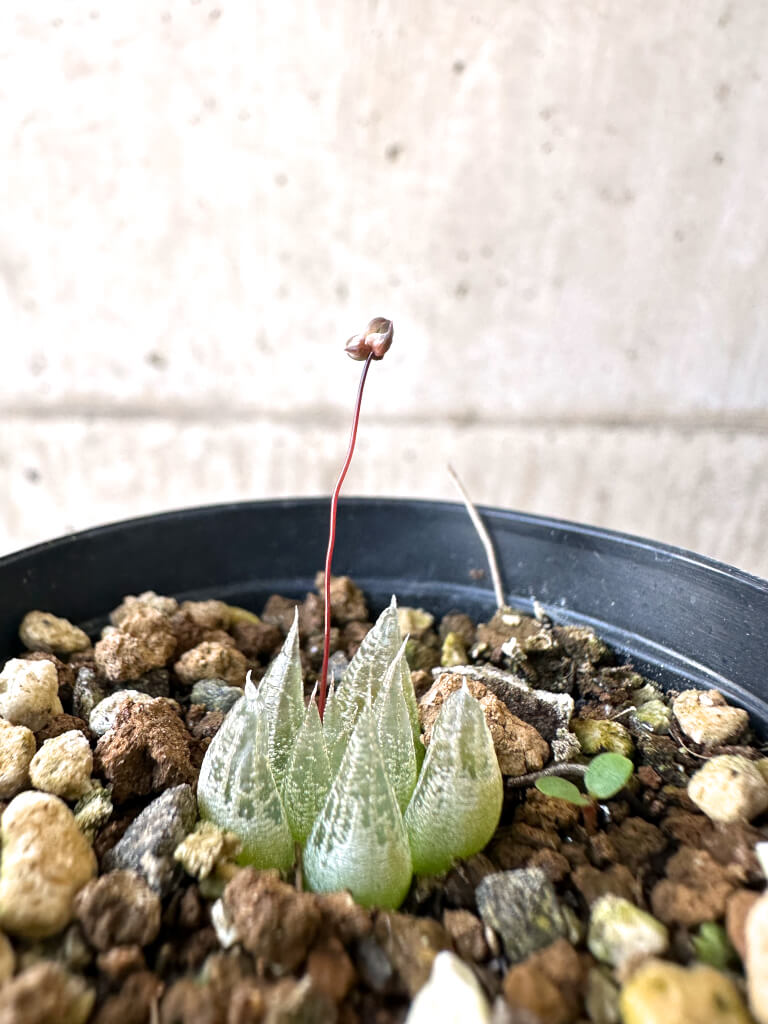 【現品限り】ブルビネ・ロリータ【AI24】 Bulbine lolita【植物】塊根植物 夏型 コーデックス - 画像 (3)