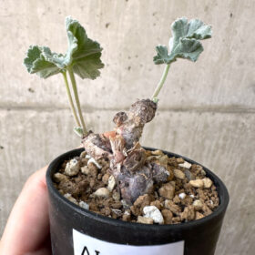 【現品限り】ペラルゴニウム・ミラビレ 挿し木 発根済み【AI25】 Pelargonium mirabile【植物】塊根植物 夏型 コーデックス