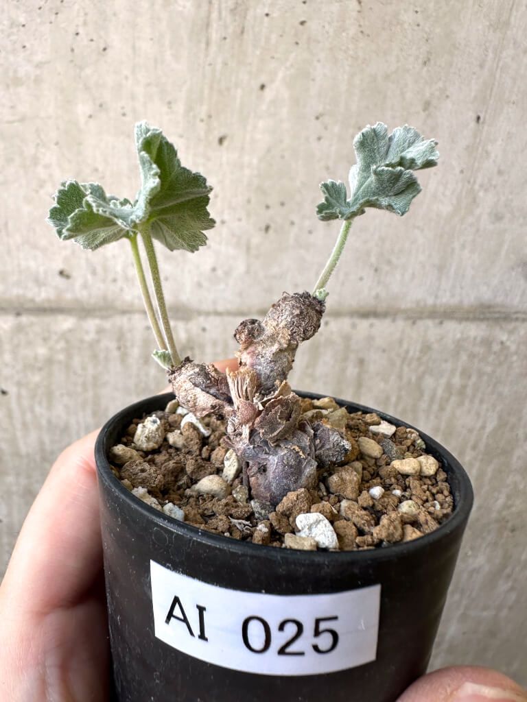 【現品限り】ペラルゴニウム・ミラビレ 挿し木 発根済み【AI25】 Pelargonium mirabile【植物】塊根植物 夏型 コーデックス