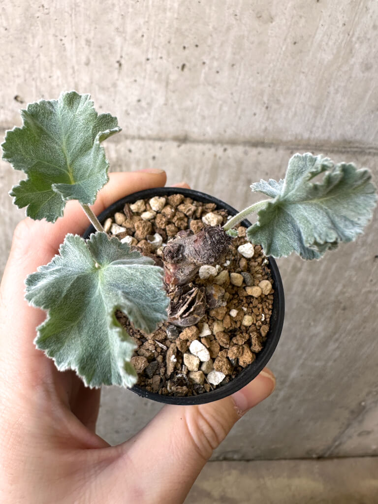 【現品限り】ペラルゴニウム・ミラビレ 挿し木 発根済み【AI25】 Pelargonium mirabile【植物】塊根植物 夏型 コーデックス - 画像 (2)