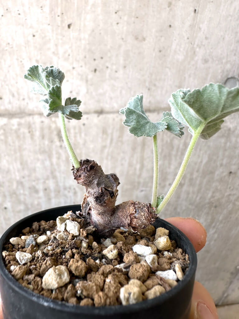 【現品限り】ペラルゴニウム・ミラビレ 挿し木 発根済み【AI25】 Pelargonium mirabile【植物】塊根植物 夏型 コーデックス - 画像 (3)