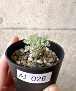【現品限り】モンソニア・ぺニクリナム【AI26】 Monsonia peniculinum【植物】塊根植物 夏型 コーデックス