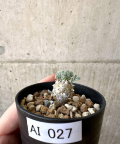 【現品限り】モンソニア・ぺニクリナム【AI27】 Monsonia peniculinum【植物】塊根植物 夏型 コーデックス