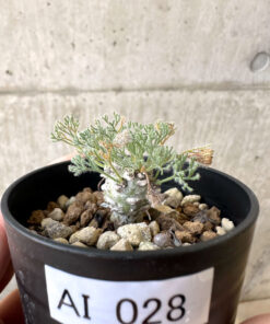 【現品限り】モンソニア・ぺニクリナム【AI28】 Monsonia peniculinum【植物】塊根植物 夏型 コーデックス