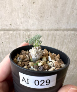 【現品限り】モンソニア・ぺニクリナム【AI29】 Monsonia peniculinum【植物】塊根植物 夏型 コーデックス