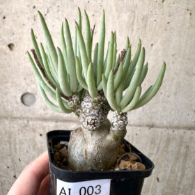 【現品限り】チレコドン・ペアルソニー 実生苗【AI3】 Tylecodon pearsonii【植物】塊根植物 夏型 コーデックス