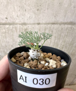 【現品限り】モンソニア・ぺニクリナム【AI30】 Monsonia peniculinum【植物】塊根植物 夏型 コーデックス