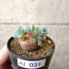 【現品限り】オトンナ・カカリオイデス 現地株【AI31】 Othonna cacalioides【植物】塊根植物 夏型 コーデックス