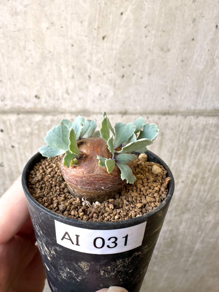 【現品限り】オトンナ・カカリオイデス 現地株【AI31】 Othonna cacalioides【植物】塊根植物 夏型 コーデックス