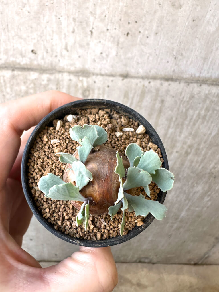 【現品限り】オトンナ・カカリオイデス 現地株【AI31】 Othonna cacalioides【植物】塊根植物 夏型 コーデックス - 画像 (2)
