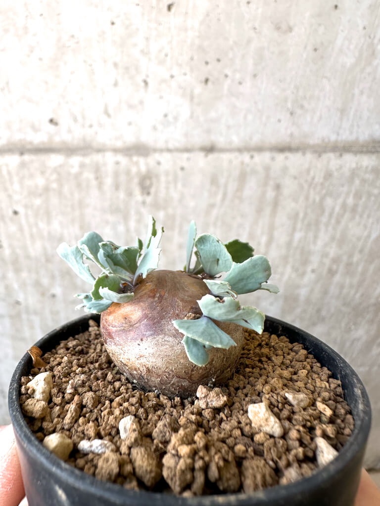 【現品限り】オトンナ・カカリオイデス 現地株【AI31】 Othonna cacalioides【植物】塊根植物 夏型 コーデックス - 画像 (3)