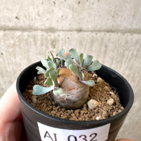 【現品限り】オトンナ・カカリオイデス 現地株【AI32】 Othonna cacalioides【植物】塊根植物 夏型 コーデックス