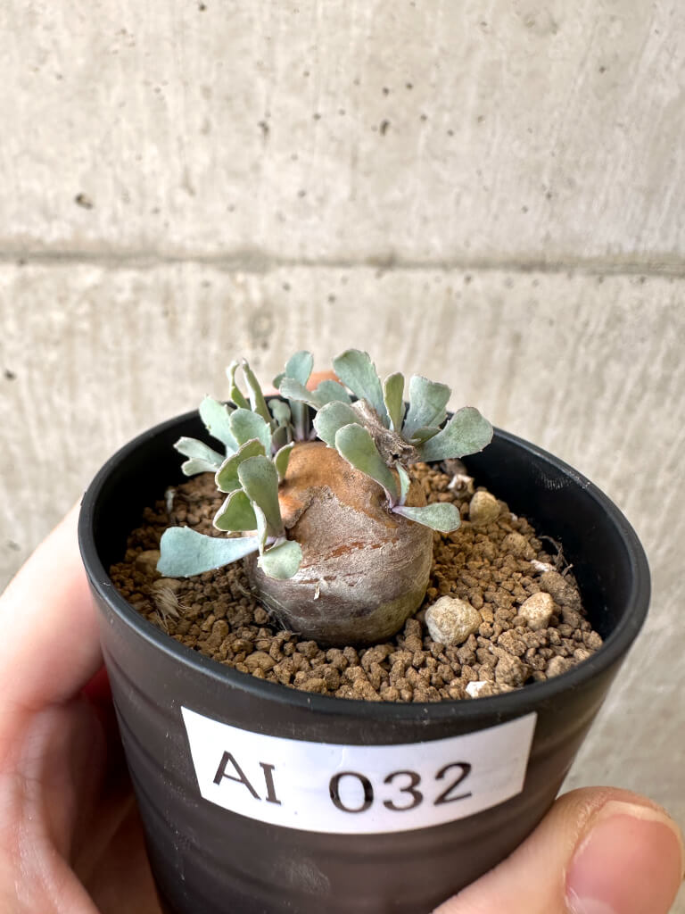 【現品限り】オトンナ・カカリオイデス 現地株【AI32】 Othonna cacalioides【植物】塊根植物 夏型 コーデックス