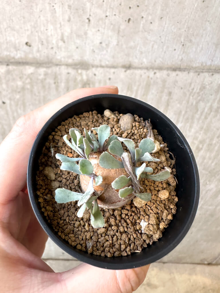 【現品限り】オトンナ・カカリオイデス 現地株【AI32】 Othonna cacalioides【植物】塊根植物 夏型 コーデックス - 画像 (2)