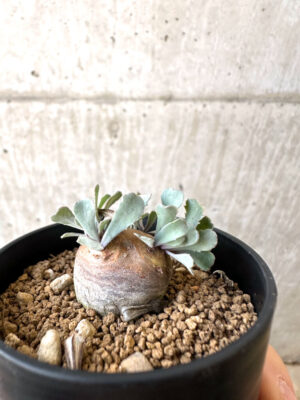 プラントブラザーズ