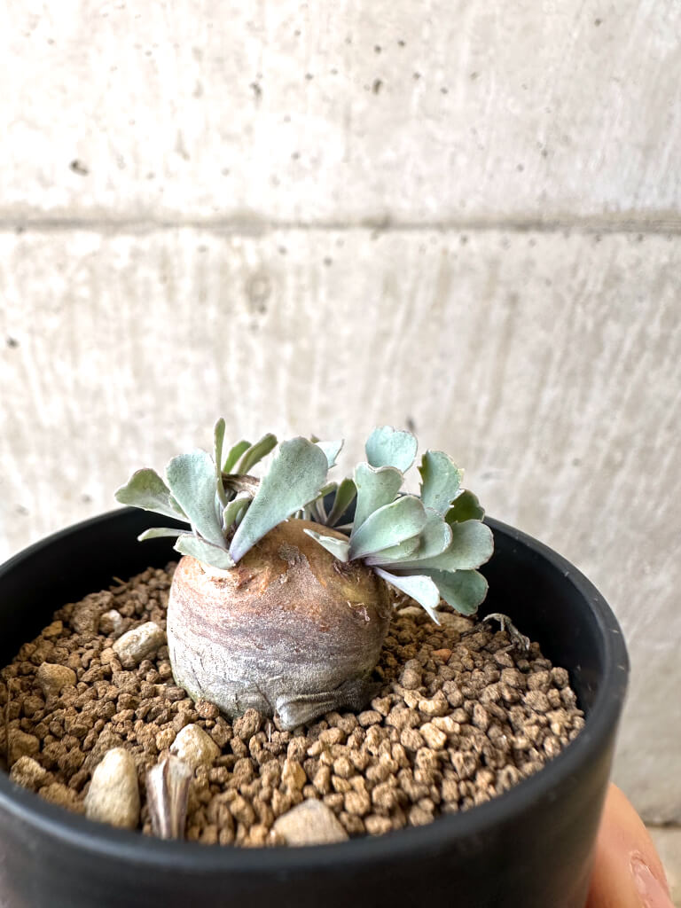 【現品限り】オトンナ・カカリオイデス 現地株【AI32】 Othonna cacalioides【植物】塊根植物 夏型 コーデックス - 画像 (3)