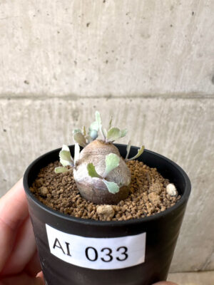 プラントブラザーズ