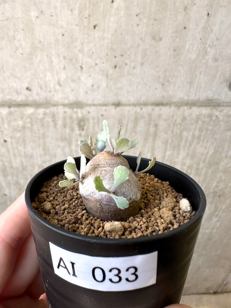 【現品限り】オトンナ・カカリオイデス 現地株【AI33】 Othonna cacalioides【植物】塊根植物 夏型 コーデックス