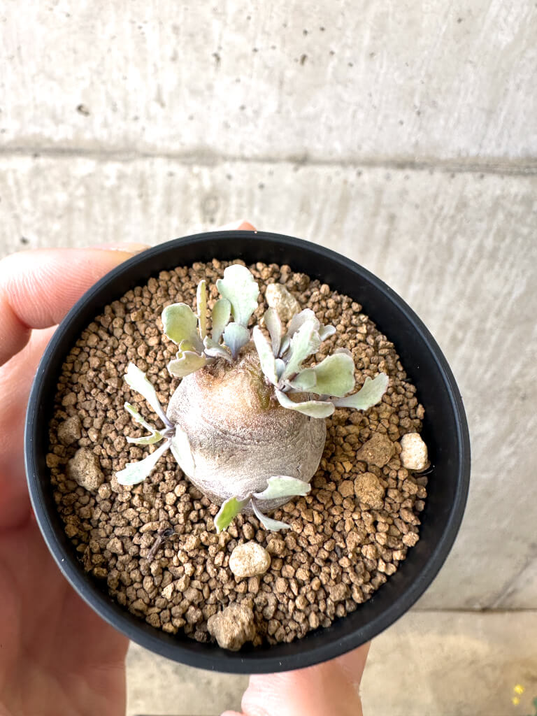 【現品限り】オトンナ・カカリオイデス 現地株【AI33】 Othonna cacalioides【植物】塊根植物 夏型 コーデックス - 画像 (2)