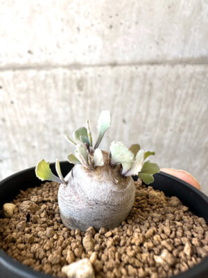 プラントブラザーズ