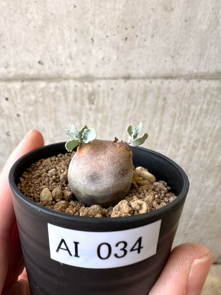 【現品限り】オトンナ・カカリオイデス 現地株【AI34】 Othonna cacalioides【植物】塊根植物 夏型 コーデックス