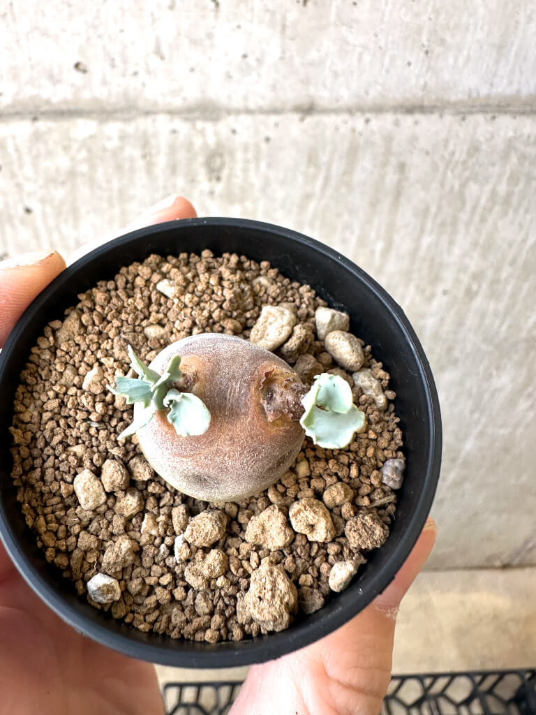 【現品限り】オトンナ・カカリオイデス 現地株【AI34】 Othonna cacalioides【植物】塊根植物 夏型 コーデックス - 画像 (2)