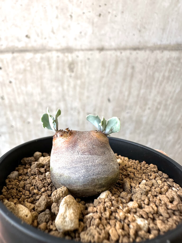 【現品限り】オトンナ・カカリオイデス 現地株【AI34】 Othonna cacalioides【植物】塊根植物 夏型 コーデックス - 画像 (3)