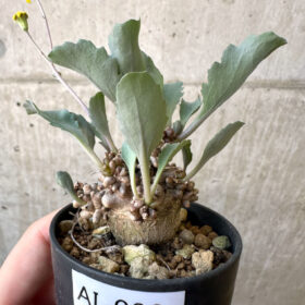 【現品限り】オトンナ・ヘレー 蛮鬼塔【AI36】 Othonna herrei【植物】塊根植物 夏型 コーデックス