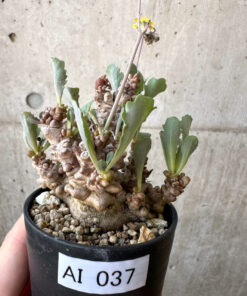 【現品限り】オトンナ・ヘレー 蛮鬼塔【AI37】 Othonna herrei【植物】塊根植物 夏型 コーデックス