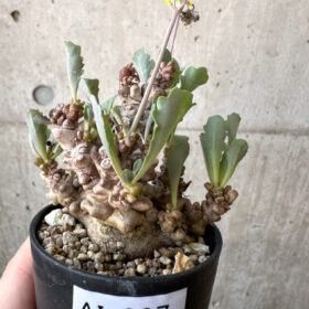 【現品限り】オトンナ・ヘレー 蛮鬼塔【AI37】 Othonna herrei【植物】塊根植物 夏型 コーデックス