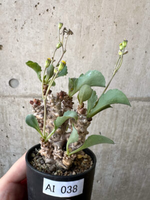 プラントブラザーズ