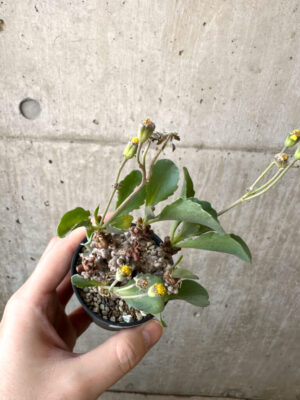 プラントブラザーズ