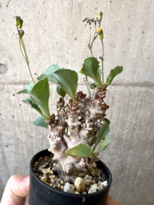 プラントブラザーズ