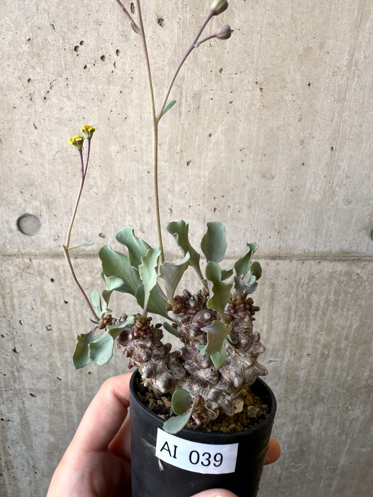 【現品限り】オトンナ・ヘレー 蛮鬼塔【AI39】 Othonna herrei【植物】塊根植物 夏型 コーデックス