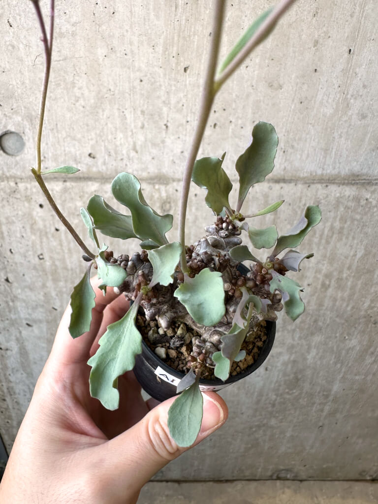 【現品限り】オトンナ・ヘレー 蛮鬼塔【AI39】 Othonna herrei【植物】塊根植物 夏型 コーデックス - 画像 (2)