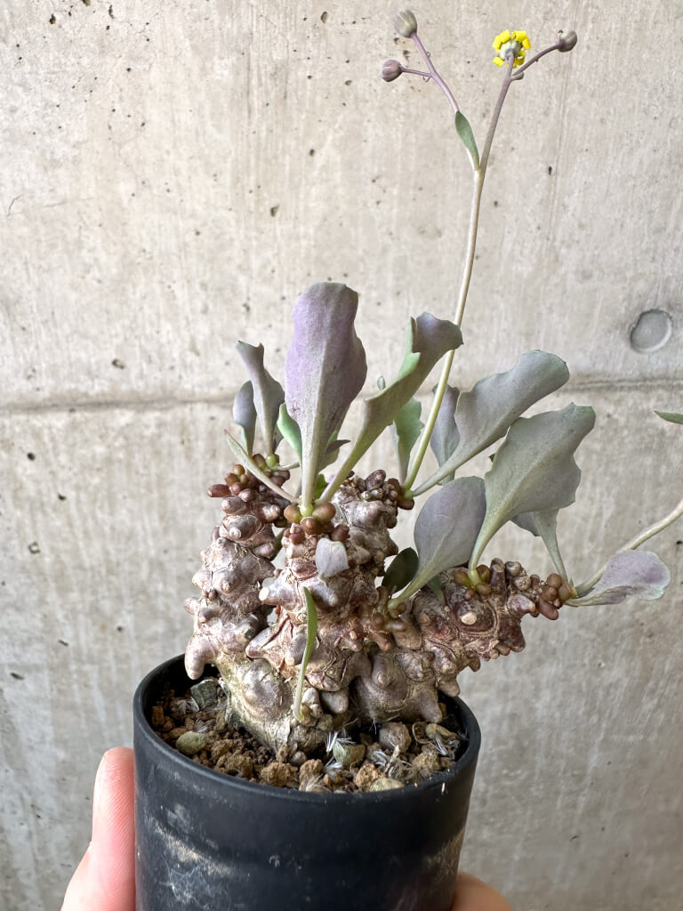 【現品限り】オトンナ・ヘレー 蛮鬼塔【AI39】 Othonna herrei【植物】塊根植物 夏型 コーデックス - 画像 (3)