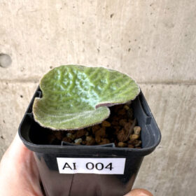 【現品限り】チレコドン・シングラリス【AI4】 Tylecodon singularis【植物】塊根植物 夏型 コーデックス